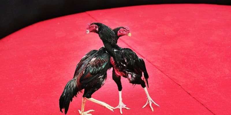 Đá gà Savan Chiến lược cược Đá gà Savan hiệu quả