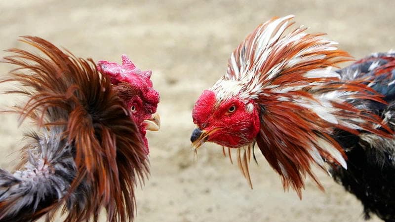 Đá Gà RIKVIP Giới thiệu Đá Gà RIKVIP