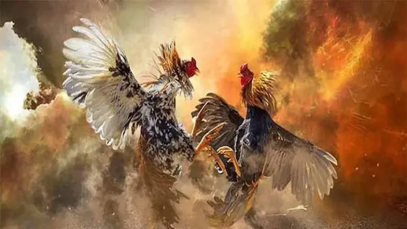 Đá Gà RIKVIP Lợi Ích Khi Tham Gia Đá Gà RIKVIP