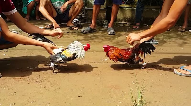 Trường gà trọi Quy trình cá cược tại Trường gà trọi tại Rikvip